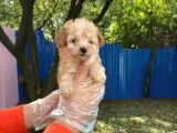 Show Kalite Maltipoo Yavrular