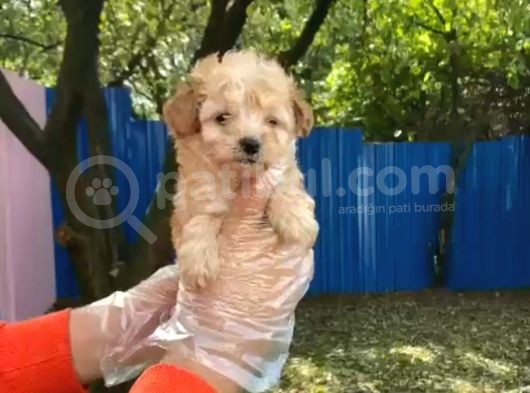 Show Kalite Maltipoo Yavrular