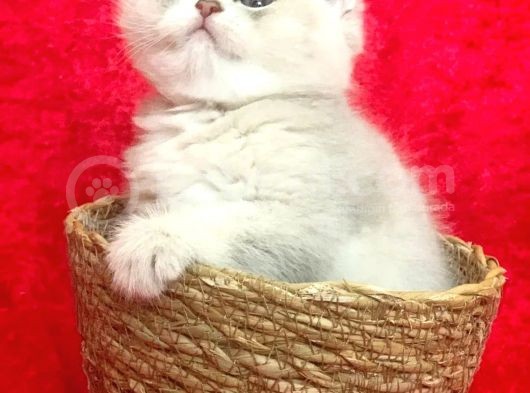 Full Şecereli Golden British Shorthair Bebekler Ay12 Ve By12 görsel