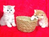Full Şecereli Golden British Shorthair Bebekler Ay12 Ve By12