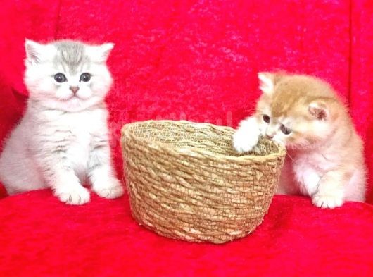 Full Şecereli Golden British Shorthair Bebekler Ay12 Ve By12