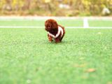 Sağlik Ve Irk Garanti̇li̇ Red Brown Toy Poodle Yavrularimiz