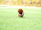 Sağlik Ve Irk Garanti̇li̇ Red Brown Toy Poodle Yavrularimiz
