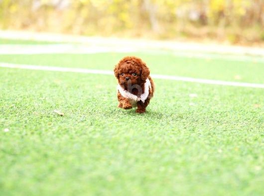 Sağlik Ve Irk Garanti̇li̇ Red Brown Toy Poodle Yavrularimiz görsel