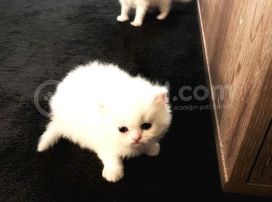Safkan İran Kedisi görsel