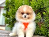 Show Kalite Pomeranian Boo Bebekler