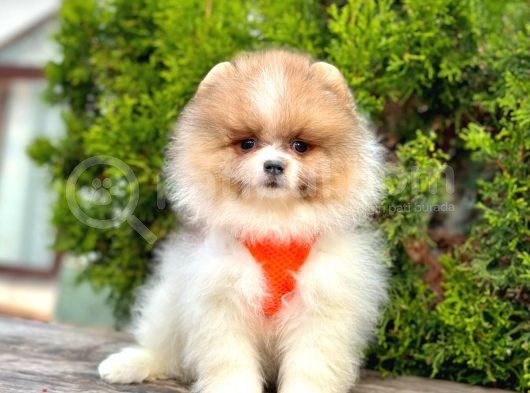 Show Kalite Pomeranian Boo Bebekler görsel