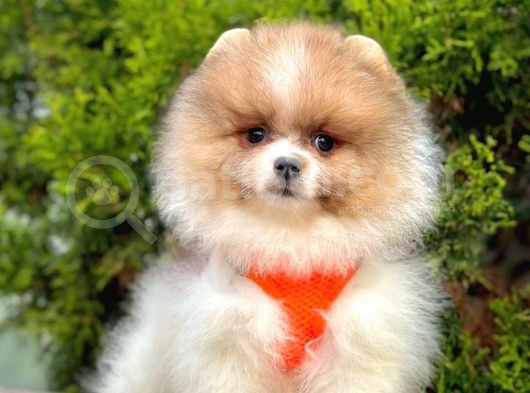 Show Kalite Pomeranian Boo Bebekler