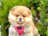 Secereli A Kalite Pomeranian Boo