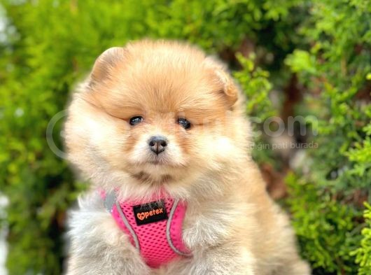 Secereli A Kalite Pomeranian Boo
