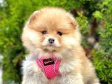 Secereli A Kalite Pomeranian Boo