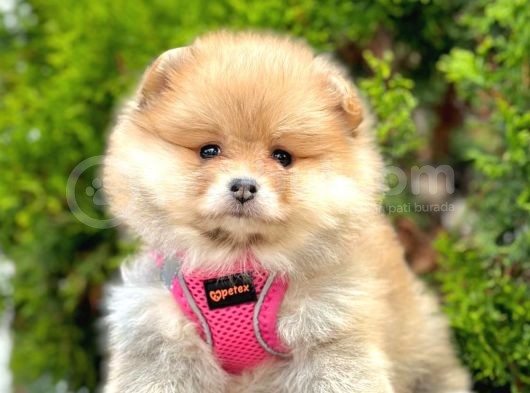Secereli A Kalite Pomeranian Boo görsel