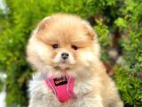 Secereli A Kalite Pomeranian Boo