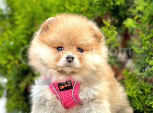 Secereli A Kalite Pomeranian Boo görsel