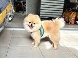 Show Kalite Erkek 1 Yaş Pomeranian