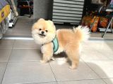 Show Kalite Erkek 1 Yaş Pomeranian