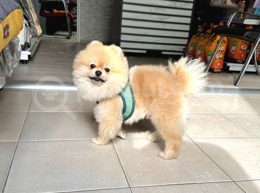 Show Kalite Erkek 1 Yaş Pomeranian görsel