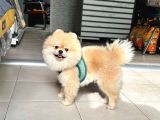 Show Kalite Erkek 1 Yaş Pomeranian
