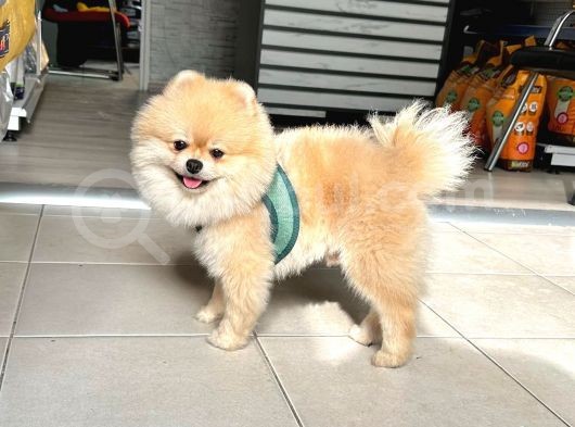 Show Kalite Erkek 1 Yaş Pomeranian görsel