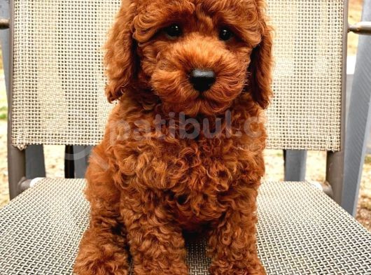 Sağlik Ve Irk Garanti̇li̇ Red Brown Toy Poodle Yavrularimiz