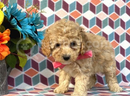 Sağlik Ve Irk Garanti̇li̇ Toy Poodle Yavrularimiz görsel