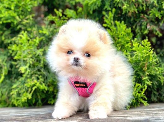 Safkan Teddy Bear Pomeranian Boo Yavrularımız görsel