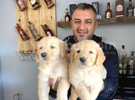 Mükemmel Kalitede Golden Yavrularımız görsel