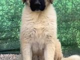 3 Aylık Devasa Kafkas Çoban Köpeği Yavrularım