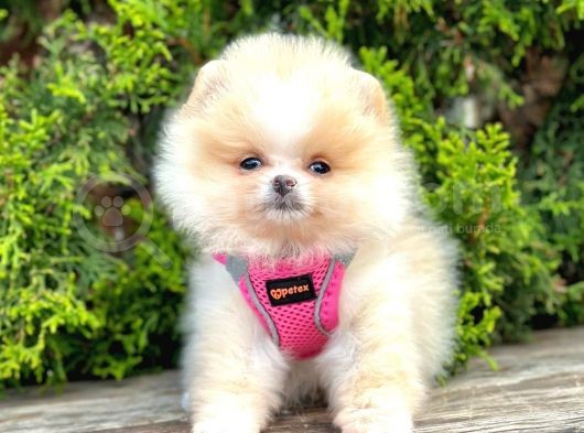 Safkan Teddy Bear Pomeranian Boo Yavrularımız