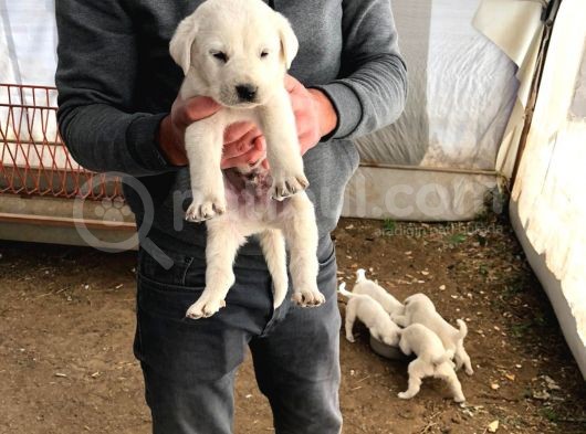 Show Kalite Akbaş Yavrular görsel