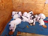 French Bulldog Yavrular
