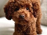 Toy Poodle Orjinal Redbrown Büyümez Safkan Garantili Kahverengi
