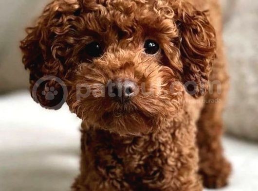 Toy Poodle Orjinal Redbrown Büyümez Safkan Garantili Kahverengi