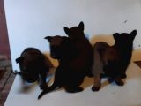 Saf Kan Belçi̇ka Çoban Köpeği̇