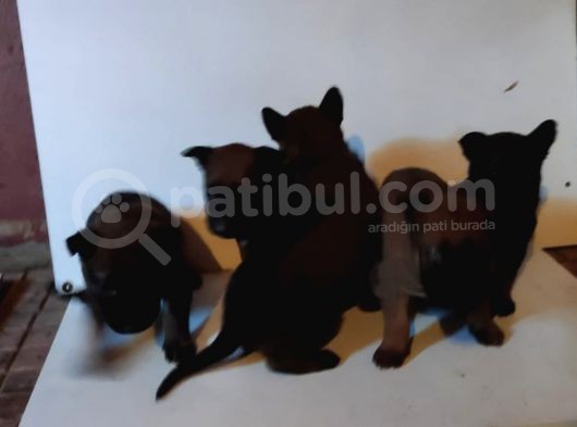 Saf Kan Belçi̇ka Çoban Köpeği̇