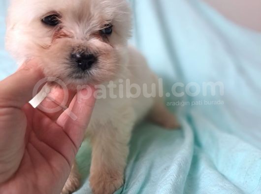 Sıfır Numara Maltese Yavrularimiz görsel