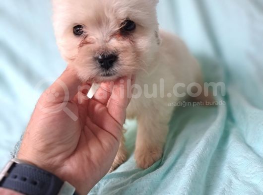 Sıfır Numara Maltese Yavrularimiz görsel