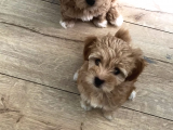 Maltipoo Yavrularım
