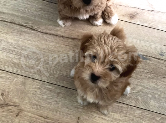 Maltipoo Yavrularım