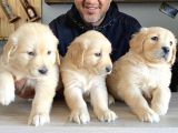 Mükemmel Kalitede Golden Yavrularımız