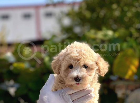 Bebek Surat Malti̇poo Yavrumuz görsel