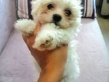 Maltese Terrier Yavrular