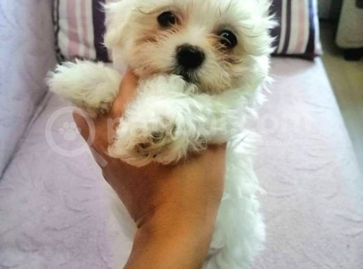 Maltese Terrier Yavrular görsel