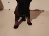 Saf Kan Belçi̇ka Çoban Köpeği̇