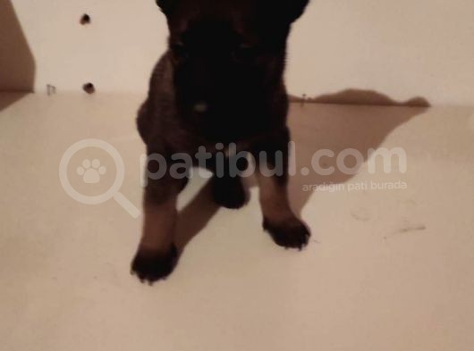 Saf Kan Belçi̇ka Çoban Köpeği̇ görsel