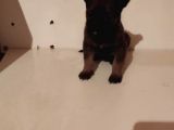 Saf Kan Belçi̇ka Çoban Köpeği̇