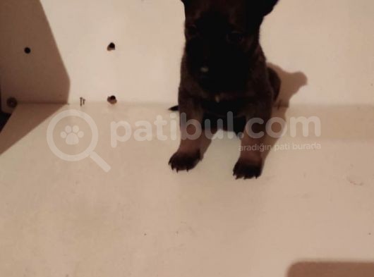 Saf Kan Belçi̇ka Çoban Köpeği̇ görsel