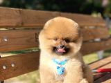 Orjinal Pomeranian Boo