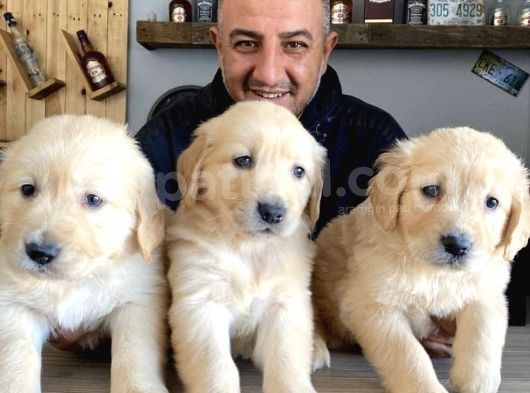 Mükemmel Kalitede Golden Yavrularımız