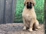 3 Aylık Devasa Kafkas Çoban Köpeği Yavrularım